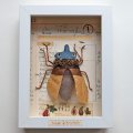 Schaukastenbild Fliegenviech Nr. 331