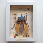 Schaukastenbild Fliegenviech Nr. 331