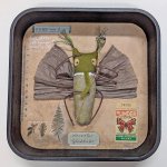 Schaukastenbild Fliegenviech Nr. 431 Schaukastenbild Fliegenviech Nr. 431