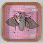 Schaukastenbild Fliegenviech Nr. 432 Schaukastenbild Fliegenviech Nr. 432